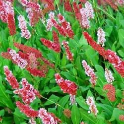 Persicaria affinis 'Kabouter' (Bistorta)