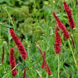 Persicaria amplexicaulis 'Fat Domino' ® (Bistorta)