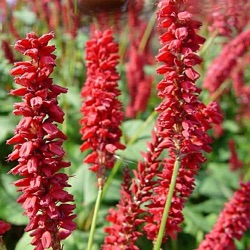 Persicaria amplexicaulis 'JS Caliente' ® (Bistorta)