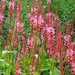 Persicaria 'Orangofield' ® (Bistorta)