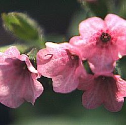 Pulmonaria saccharata 'Dora Bielefeld'