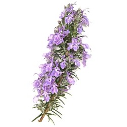 Rosmarinus officinalis, oleum (cineol)