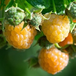 Rubus idaeus 'GoodasGold'