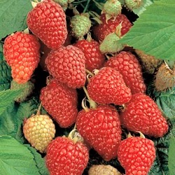 Rubus idaeus 'Héritage'