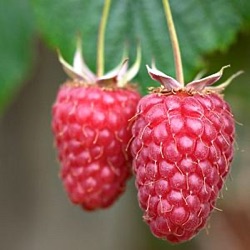 Rubus idaeus 'Tulameen'