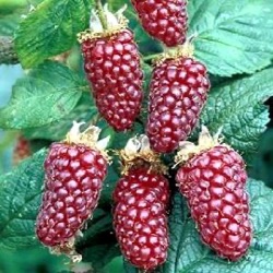 Rubus idaeus x loganobaccus 'Tayberry'