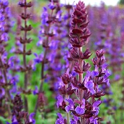 Salvia nemorosa 'Ostfriesland'