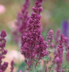 Salvia nemorosa 'Pußtaflamme' ('Plumosa')