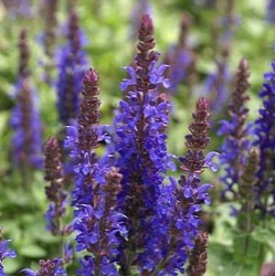 Salvia nemorosa 'Sensation Deep Blue Improved'