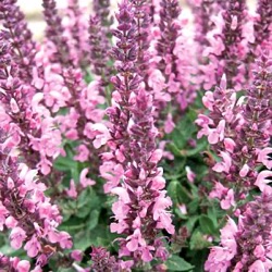 Salvia nemorosa 'Sensation Deep Rose Improved'