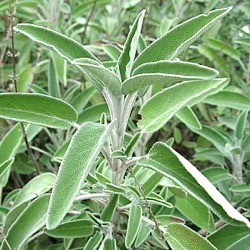 Salvia officinalis 'Silver Leaf'