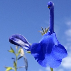 Salvia patens 'Blue Angel'