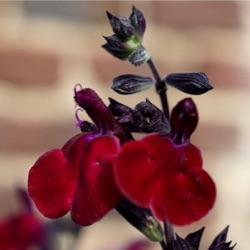 Salvia 'Royal Velours'