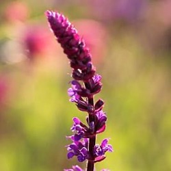 Salvia x sylvestris 'Tänzerin'