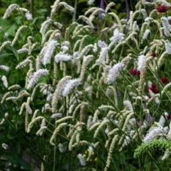 Sanguisorba tenuifolia 'Delicatesse'