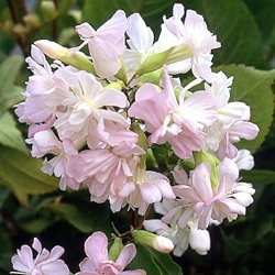 Saponaria officinalis 'Alba Plena'