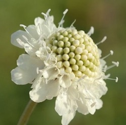 Scabiosa ochroleuca 'Moon Dance'