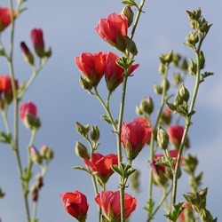 Sphaeralcea 'Newleaze Coral'