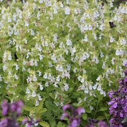 Teucrium chamaedrys 'Album'