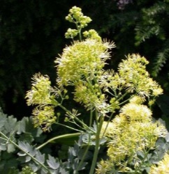 Thalictrum flavum subsp. glaucum 'Illuminator'