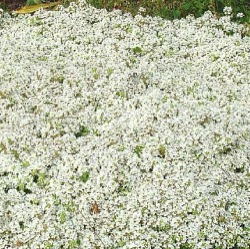 Thymus 'Amadé'