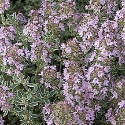 Thymus citriodorus 'Silver Queen'