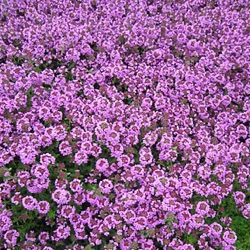 Thymus citriodorus 'Typ Lammefjord'