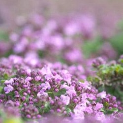 Thymus doerfleri 'Bressingham'