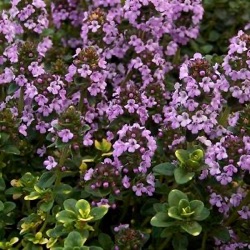 Thymus 'Doone Valley'