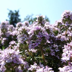 Thymus 'Duftkissen'