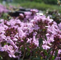 Thymus herba-barona 'Caraway'