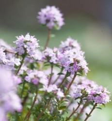 Thymus longicaulis