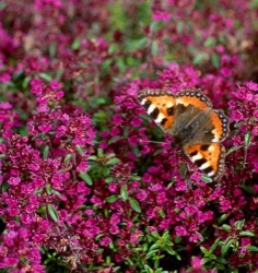Thymus serpyllum 'Atropurpureus'