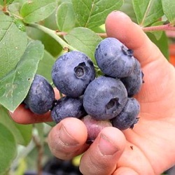 Vaccinium corymbosum 'Emblue'