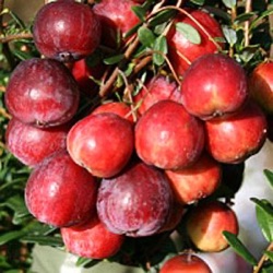 Vaccinium macrocarpon 'Early Black'