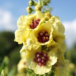 Verbascum 'Dark Eyes'