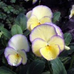 Viola cornuta 'Etain'