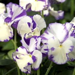 Viola 'Rebecca Cawthorne' 