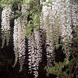 Wisteria brachybotrys 'Shiro Kapitan' ('White Silk')