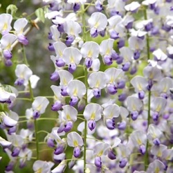 Wisteria floribunda f. multijuga 'Kyushaku'