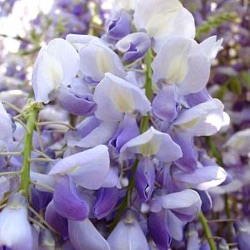 Wisteria x valderi 'Lavender Lace'